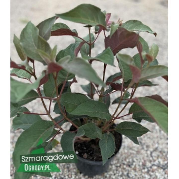 Pielęgnacja hortensji kosmatej