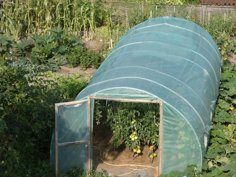 Porównanie i wybór odmian pomidorów