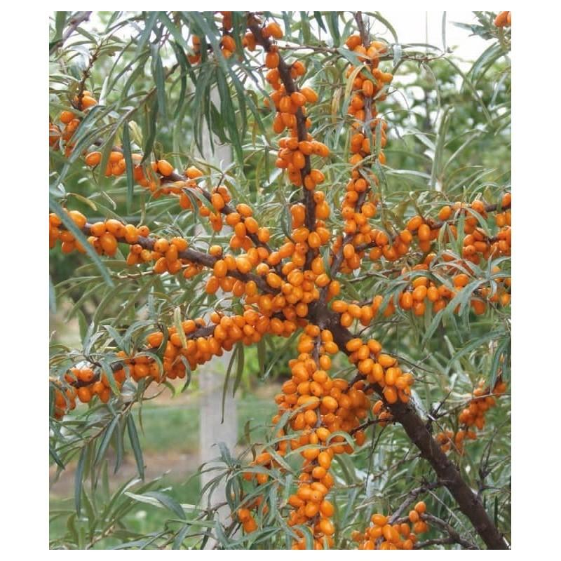 Rokitnik właściwości zdrowotne i zastosowanie