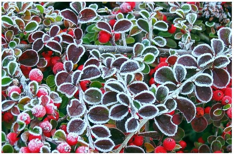 Rośliny doniczkowe na trudne warunki zimowe