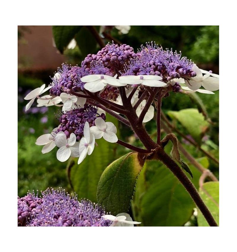 Uprawa hortensji kosmatej