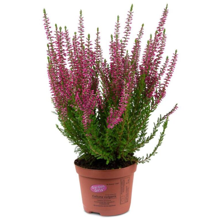 Jak zadbać o wrzosy w doniczce? Praktyczny przewodnik po ich pielęgnacji w domu