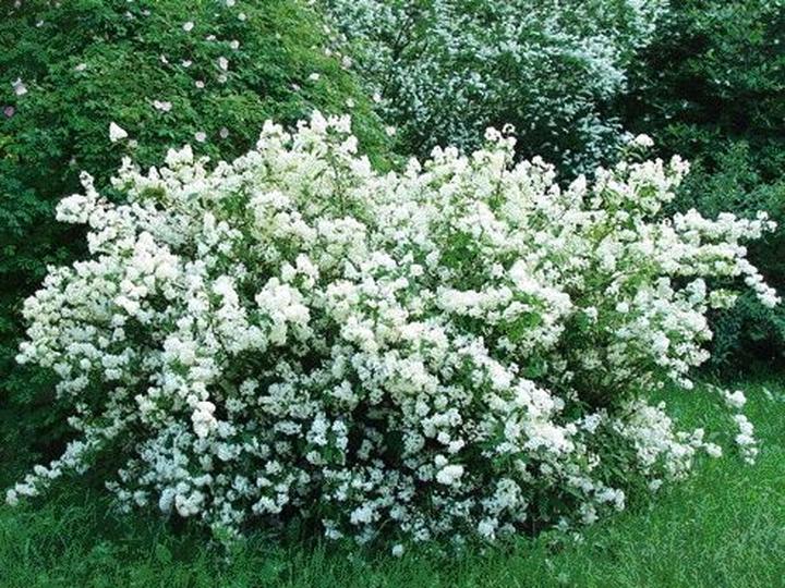 Jasminowiec wonny – sekrety kwitnienia oraz pielęgnacji, które musisz znać