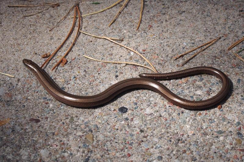 Padalec w ogrodzie – co robi i jak go rozpoznać?