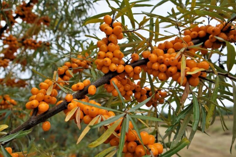 Rokitnik czy ognik – odkryj różnice między tymi dwiema niezwykłymi roślinami