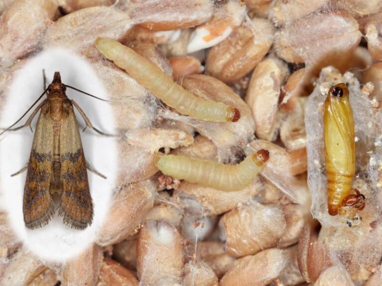 Skuteczne metody na pozbycie się moli spożywczych – poznaj 5 domowych sposobów