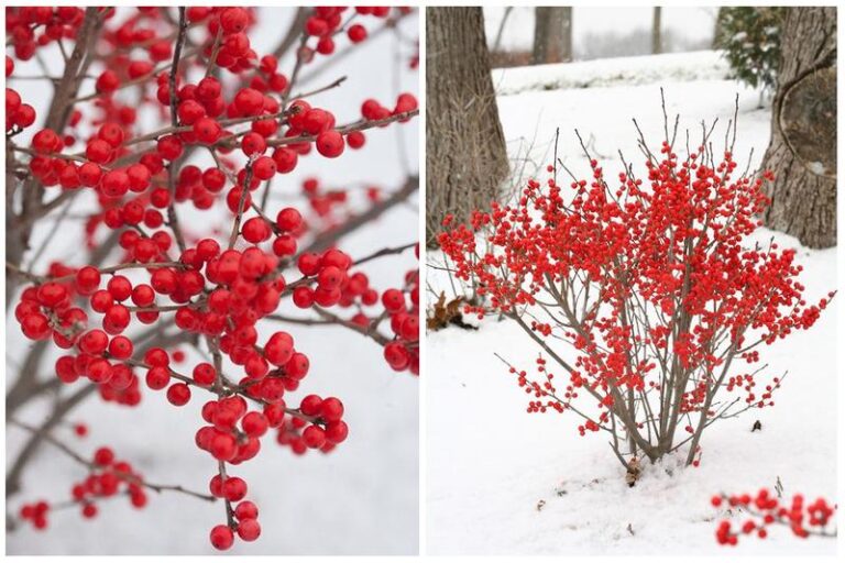 Zimowa odporność: rośliny ozdobne, które kwitną pomimo mrozu