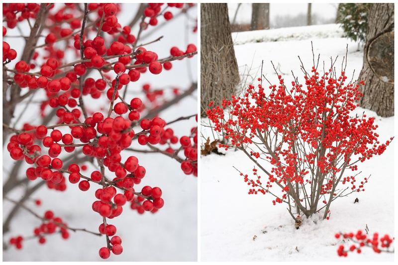 Zimowa odporność: rośliny ozdobne, które kwitną pomimo mrozu