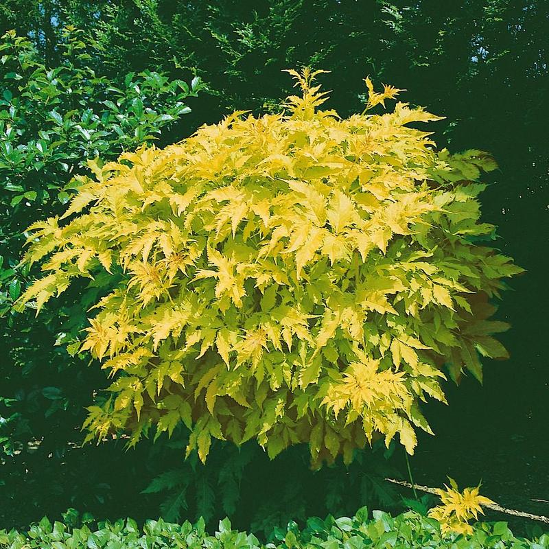 Kompozycje ogrodowe z pęcherznicą