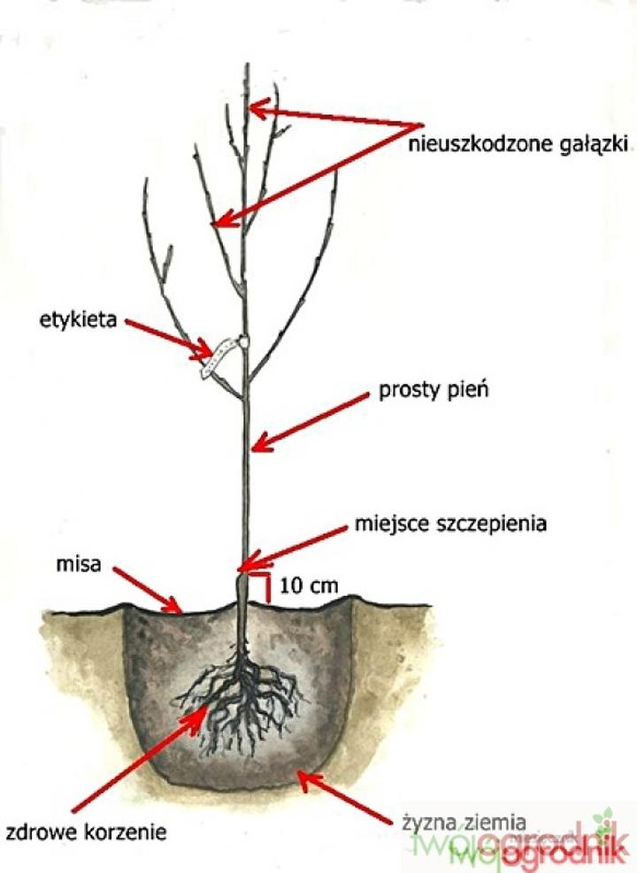 Optymalne warunki sadzenia drzewek