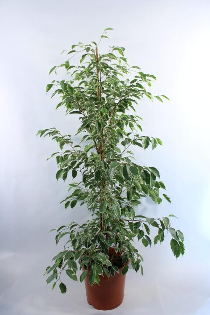 Oświetlenie i lokalizacja fikusa benjamina