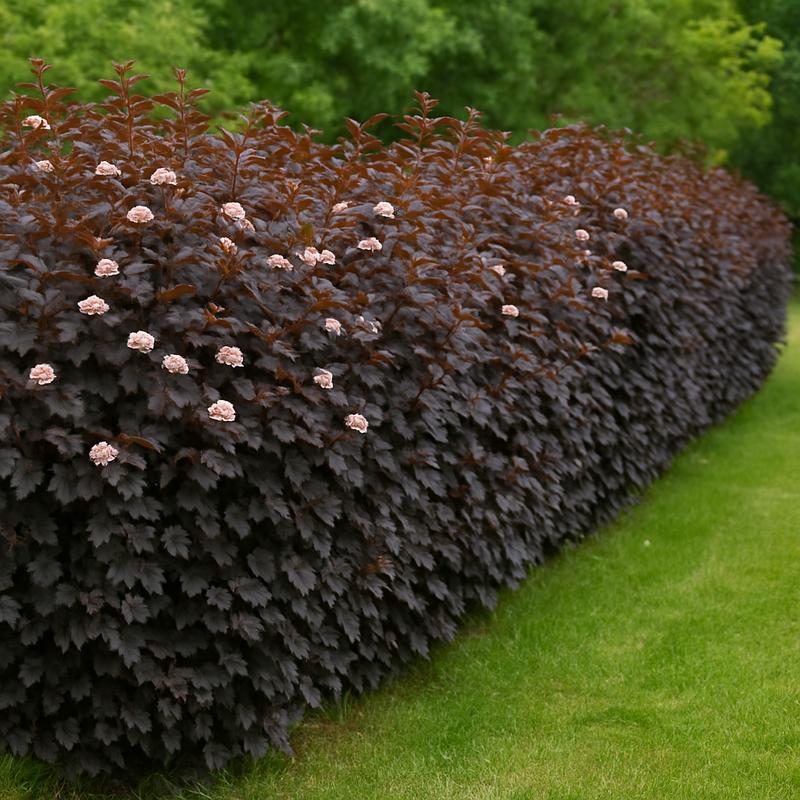 Pęcherznica rośliny towarzyszące