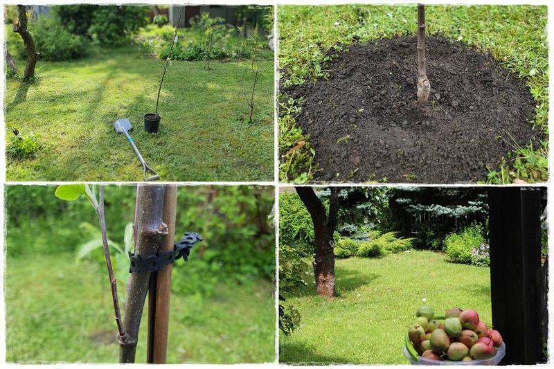 Przygotowanie gleby pod drzewka owocowe