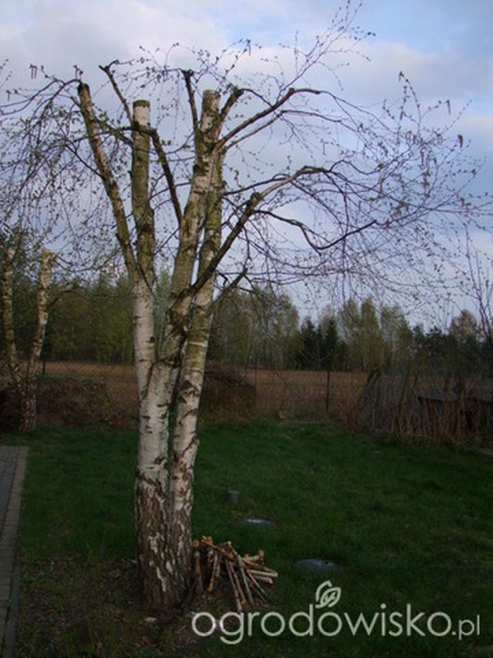 Techniki cięcia brzozy