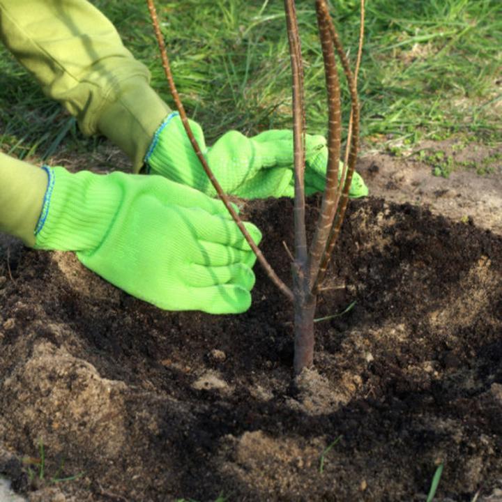 Terminy sadzenia w regionach Polski