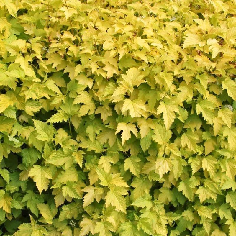 Warunki glebowe i świetlne pęcherznica