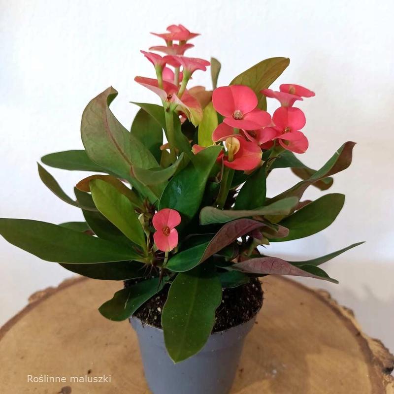 Właściwości lecznicze roślin cierniowych