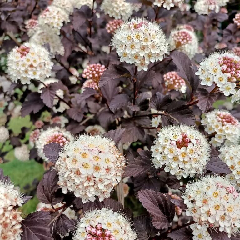 Jakie rośliny wybrać do kompozycji z pęcherznicą? Przewodnik po najlepszych sąsiedztwach w ogrodzie