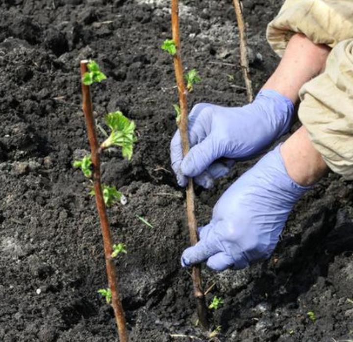 Kiedy i gdzie najlepiej sadzić drzewka owocowe? Praktyczny poradnik dla ogrodników