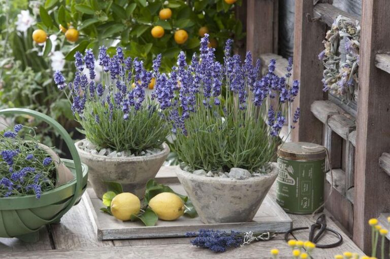 Kiedy najlepiej sadzić lawendę na balkonie, by cieszyć się jej pięknem?