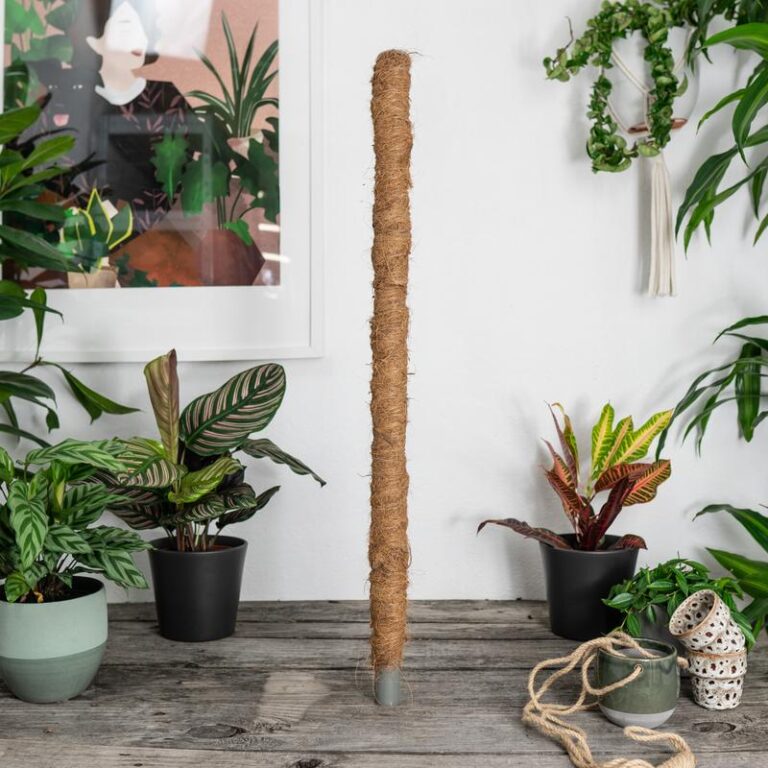 Praktyczny poradnik: Jak skutecznie zamontować palik kokosowy do monstery?