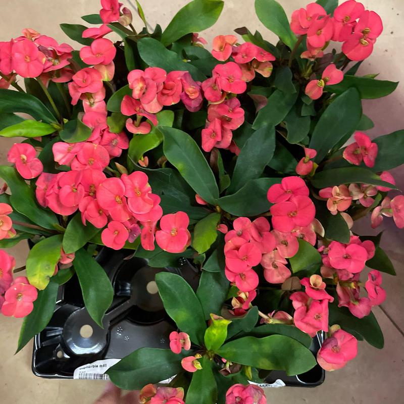 Sekrety roślin z kolcami – przegląd gatunków cierniowych, które warto znać