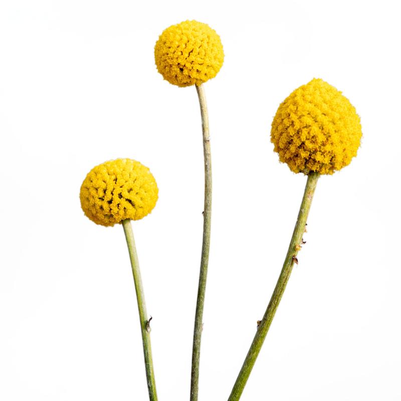 Sekrety udanej uprawy craspedii globosa – jak pielęgnować kwiat kraspedii kulistej?