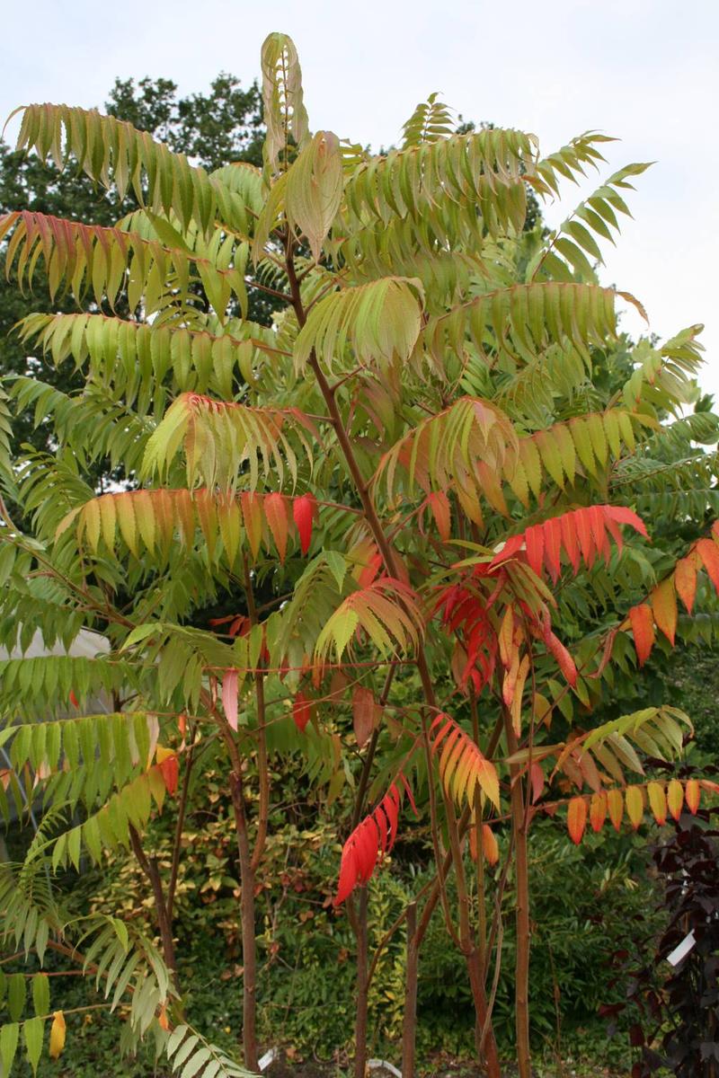 Choroby i szkodniki sumaka octowca