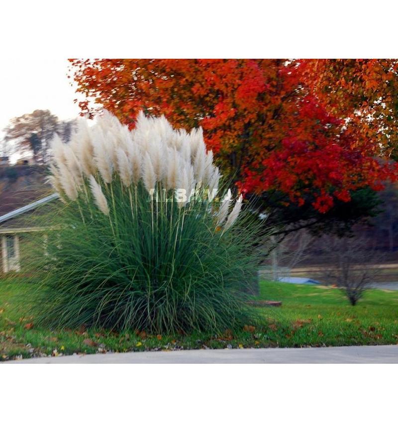 Kompozycje ogrodowe z cortaderia selloana
