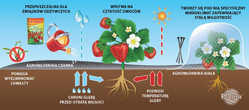 Odmiany truskawek i plonowanie