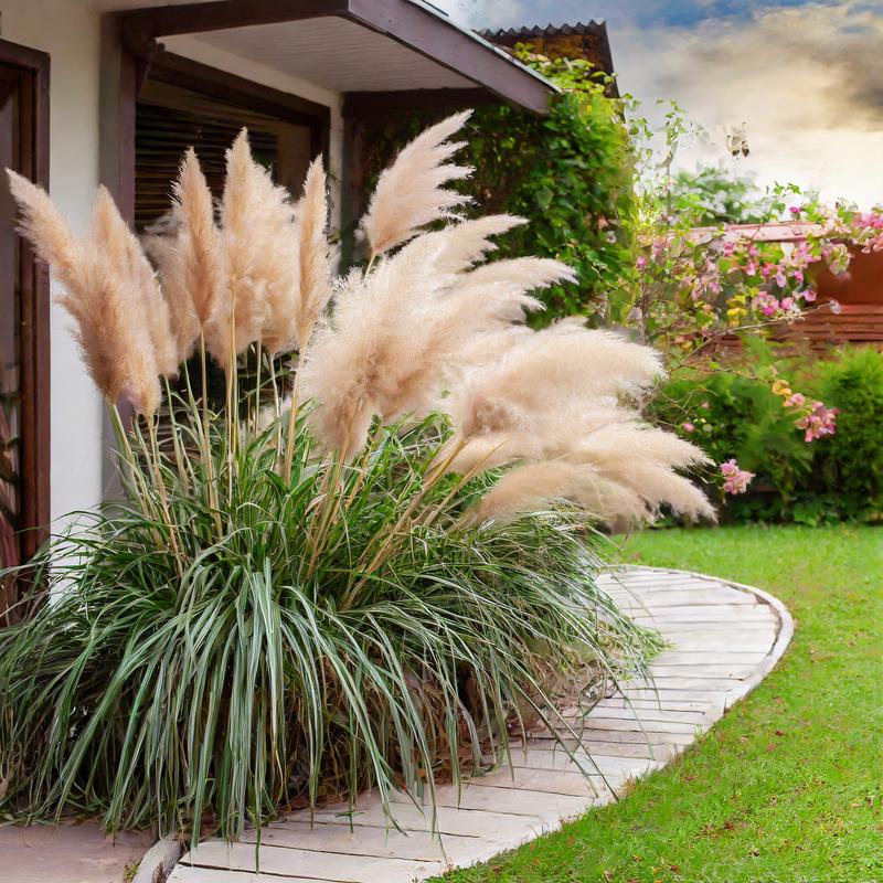 Pielęgnacja cortaderia selloana