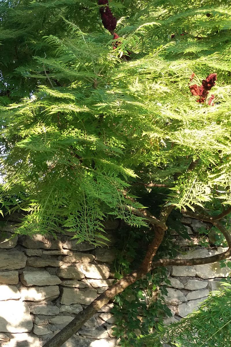 Pielęgnacja sumaka octowca