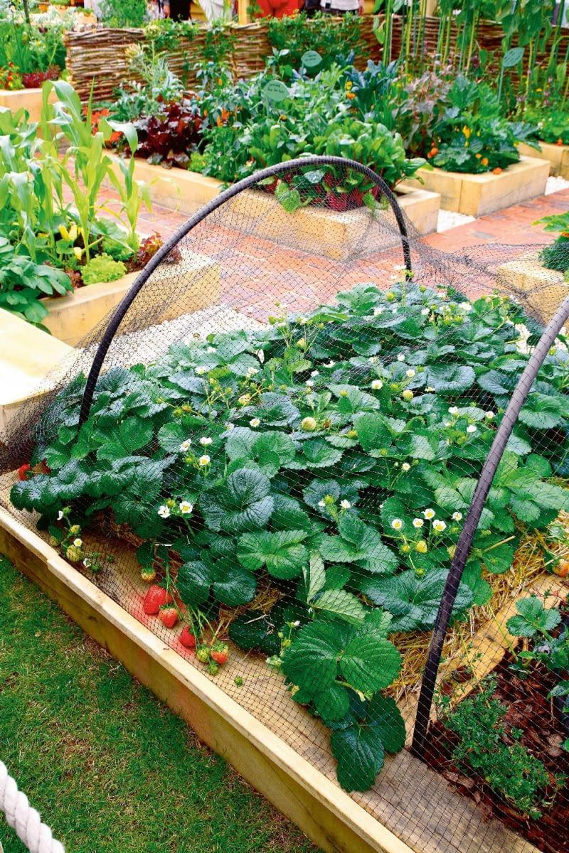 Przygotowanie gleby pod truskawki