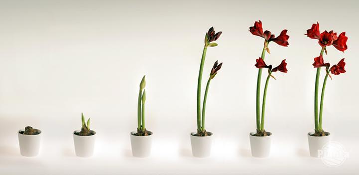 Rozmnażanie amarylisów z bulw