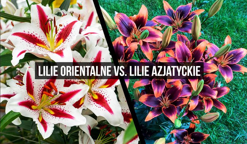 Sadzenie i wymagania lilii