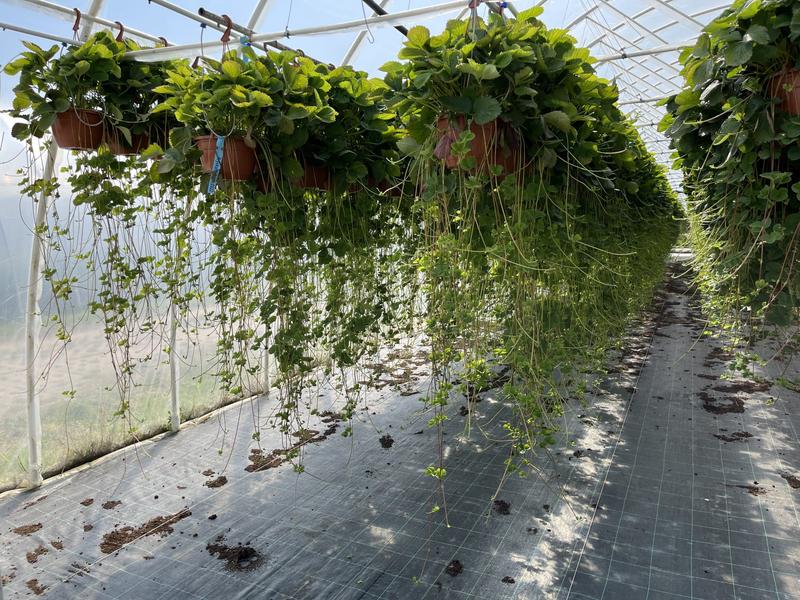 Sadzenie truskawek w ogrodzie