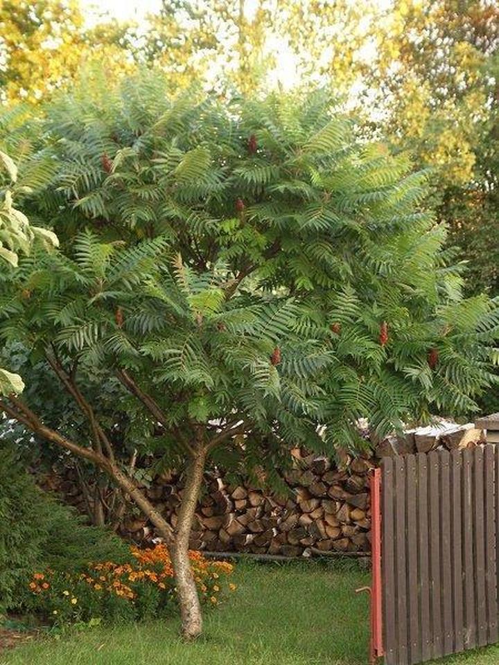 Uprawa sumaka octowca