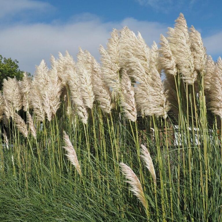 Odkryj tajemnice uprawy i pielęgnacji trawy pampasowej cortaderia selloana, królowej ogrodów