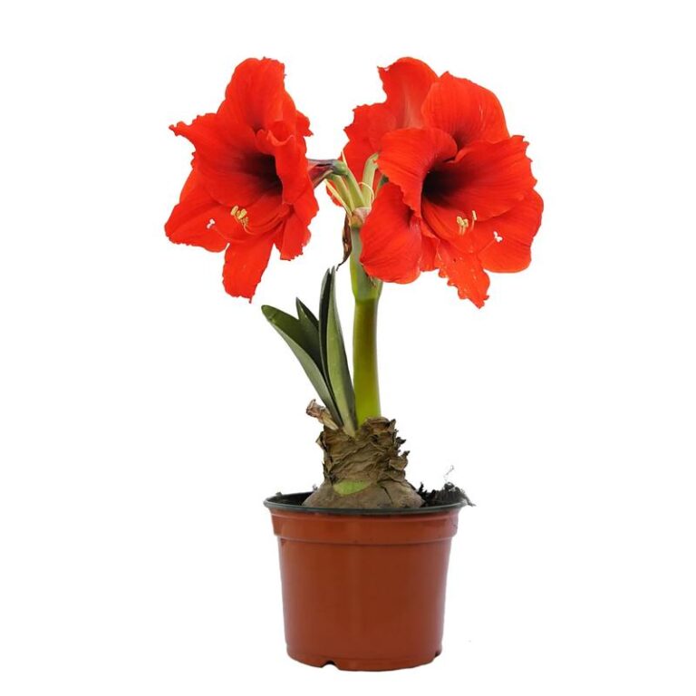 Sekrety udanej uprawy amarylisów: Jak zadbać o rośliny, aby pięknie zakwitły?