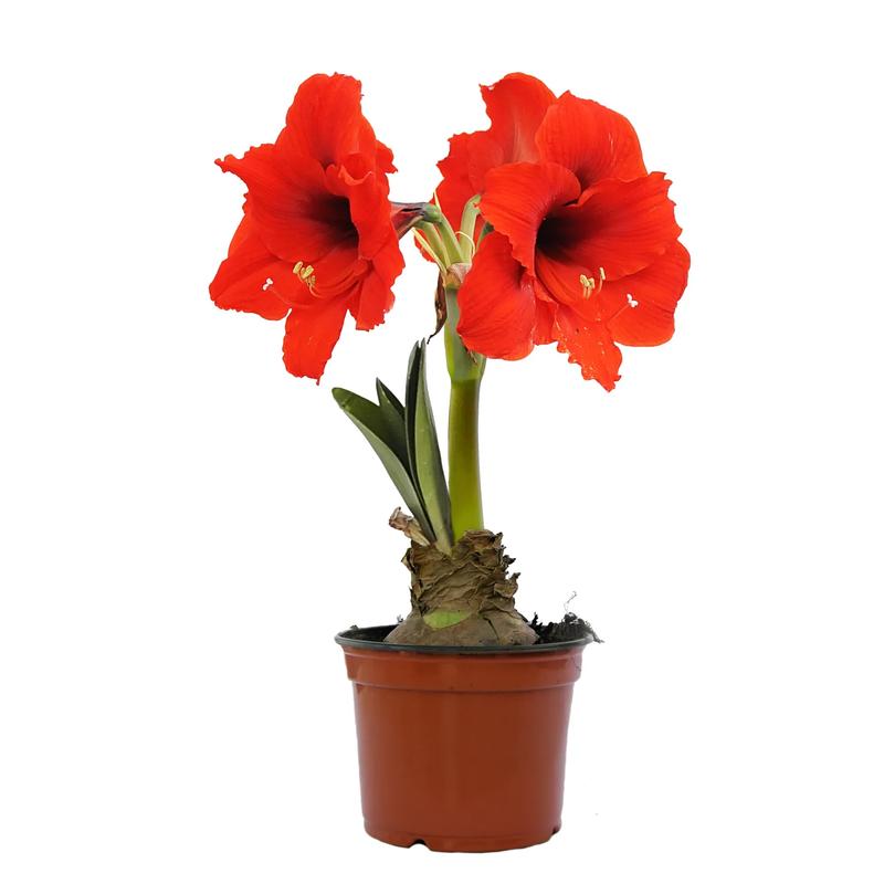 Sekrety udanej uprawy amarylisów: Jak zadbać o rośliny, aby pięknie zakwitły?