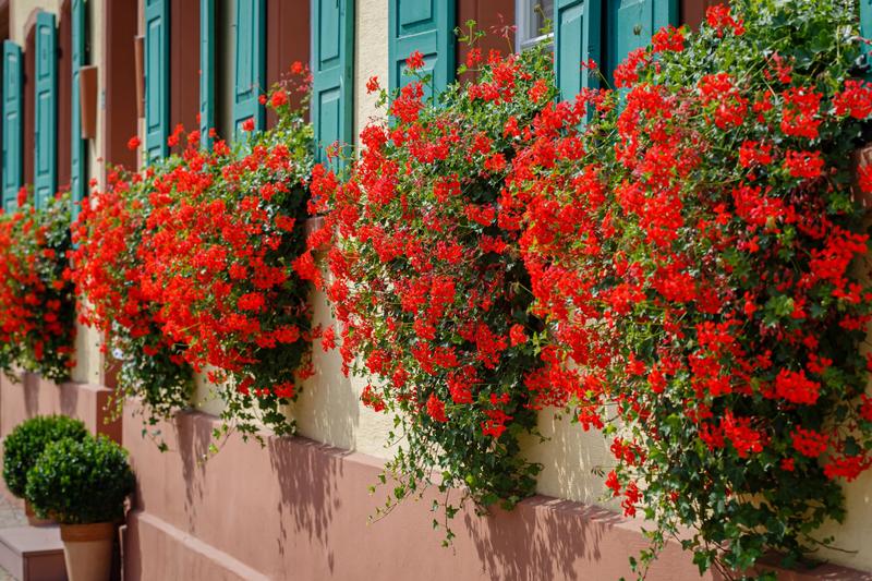 Kwiaty na zewnętrzny parapet