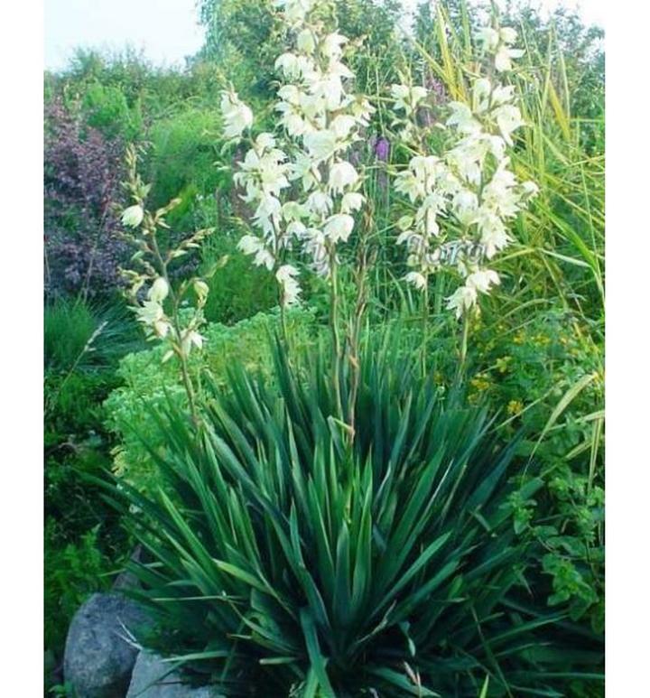 Pielęgnacja juki domowej