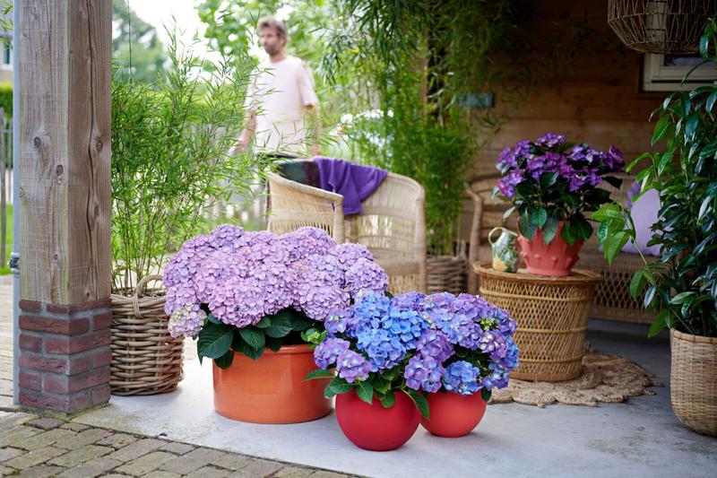 Przesadzanie hortensji krok po kroku