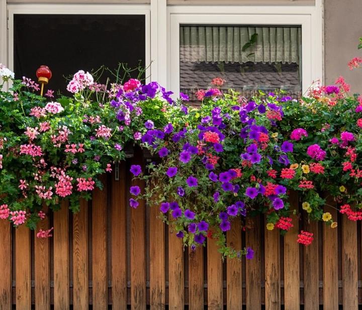 Rośliny mało wymagające