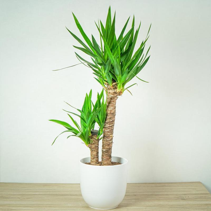 Sekrety pielęgnacji juki domowej: Jak skutecznie dbać o swoją roślinę?