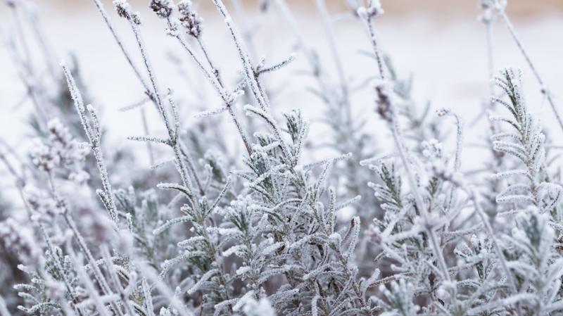 Pielęgnacja lawendy zimą