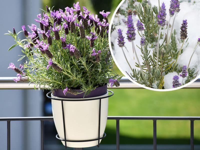 Podlewanie i nawożenie lawendy zimą