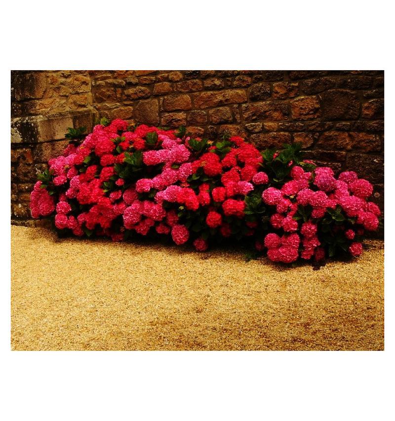 Przesuszanie przelanej hortensji