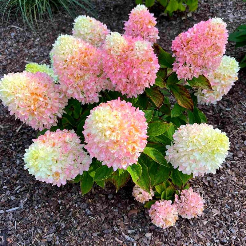 Przyczyny przelania hortensji