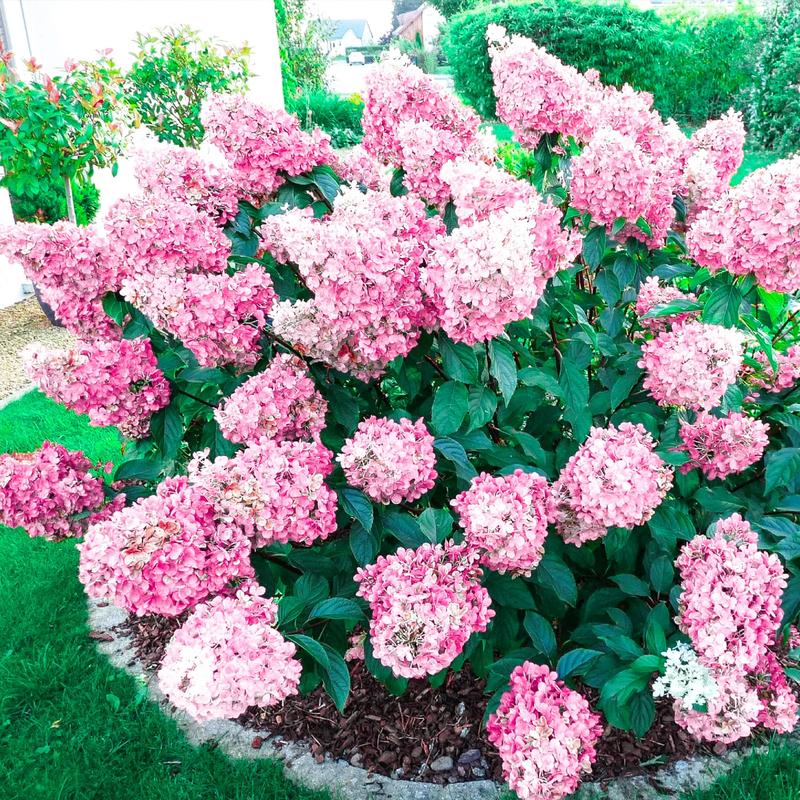 Ratowanie przelanej hortensji